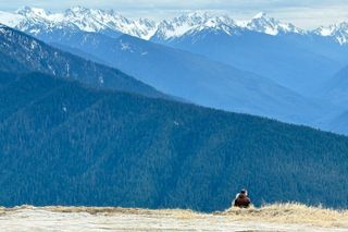 Touring Olympic National Park, Mountains, Lake, and Rainforest