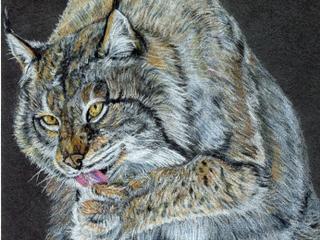 Nature Sketching: Mammals *NEW*