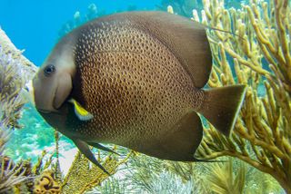 Half Day Snorkel Trip on Reefs in the Florida Keys