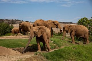 San Diego Zoo Safari Park 1-Day Pass: Any Day Ticket