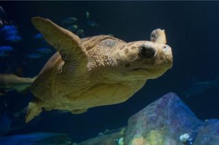New York Aquarium Admission