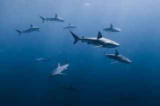 Marine Wildlife Snorkel Tour Sharks Shipwreck