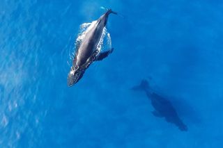 Waikiki Whale Watching Cruise with Snack & Trolley Transportation