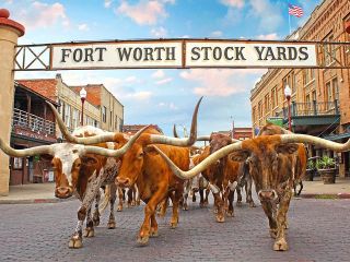 Fort Worth Highlights Tour