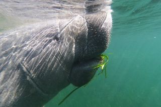 Crystal River: Private Manatee Swim With Guide(Free Photos)