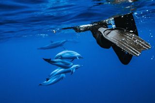 Swimming with Wild Dolphins Speedboat Adventure on Oahu