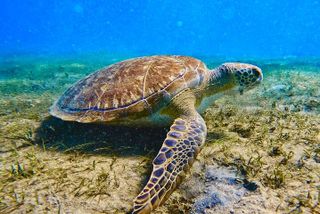 Guided Snorkel Tour Phil Foster Park (HIGH TIDE ONLY-FREE VIDEOS)