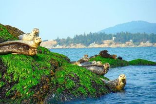 Vancouver City and Seal Colony Scenic Boat Tour