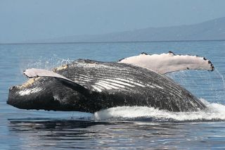 From Ma'alaea Harbor: Sunset Whale Watch Tour Aboard the Malolo