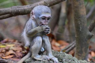 Barbados Small-Group Monkey Feeding Experience