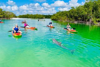 Dolphin and Manatee Adventure Tour of Fort Myers
