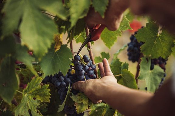 Cantine Aperte and Vigneti Aperti in Tuscany