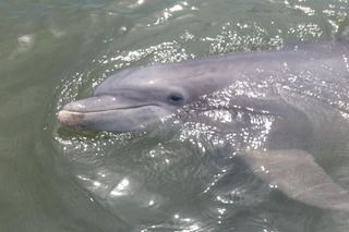 90-Minute Dolphin and Nature Tour of Hilton Head