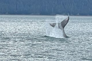 Whale Watching Adventure in Juneau