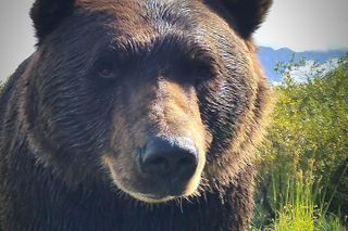 Summer - Wilderness, Wildlife, Glacier Experience from Anchorage