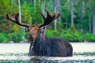 Sunset 4-Hour Grand Teton Wildlife Adventure