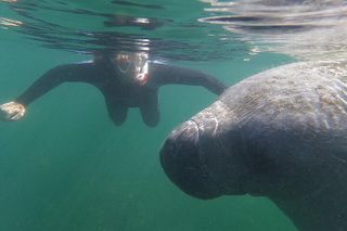 Crystal River: Semi-Private Manatee Swim Tour With In Water Guide