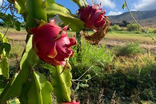 Tropical Fruit Tasting Experience
