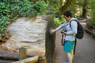 Guided Tour to Muir Woods National Park and Sausalito