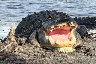 2.0 HR Private Guided Airboat Tour in Everglades, Fort Lauderdale