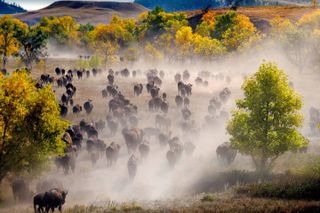 2026 - Sept 25th *Only - Custer Buffalo Roundup and Park Tour