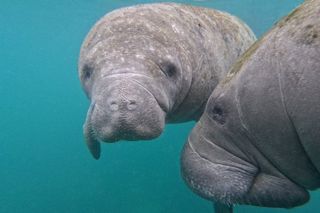 Crystal River Manatee Swim – 3 Hours, Maximum 6 Guests