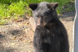 City highlight, wildlife, totems private tour “OVER THE TOP”