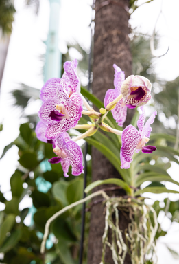  Lincoln Road Orchid & Plant Show