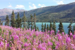 Skagway Shore Excursion: Half-Day Tour to the Yukon Border and Suspension Bridge