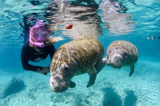 Semi-Private Crystal River Manatee Swim Tour