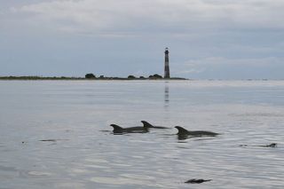Charleston Eco Boat Cruise with stop at Morris Island Lighthouse