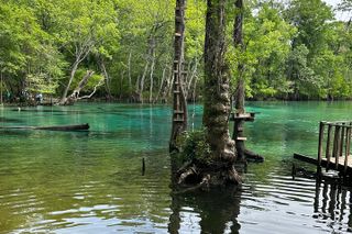 Cypress Springs Paddle Board & Kayak Eco Tour