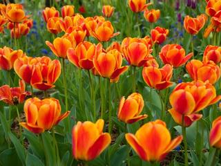 Albany NY Tulip Festival 2027