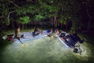 Sarasota - Clear Kayak LED Night Glass Bottom Tour