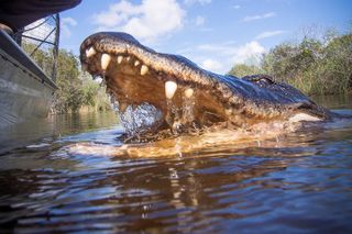 Private Everglades Airboat Tour with Pick up and Everglades Guide