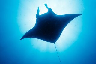 Kona’s Best Manta Ray Night Snorkel Small Group Experience