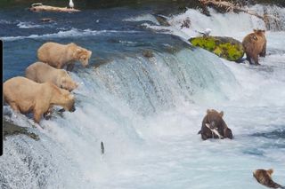 Brooks Falls Bear Viewing