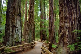 SF Combo: Coastal Redwoods plus Wine Country and Tastings Tour