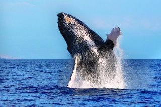 Waikoloa Deluxe Whale Watch