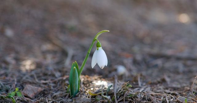 Dragobete, the Romanian Valentine's Day