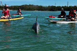 Port Canaveral Kayak Tour Dolphins and Manatees Near Cruise Port