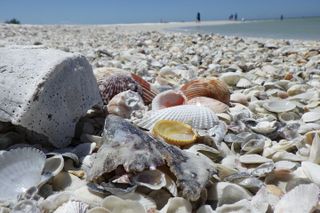 10,000 Islands Boat Excursion - 3.5-Hour Dolphins & Shelling Tour
