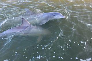 90 Minute Tour to See Dolphins in Hilton Head Island