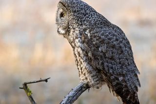 Private Sunset Wildlife Safari in Grand Teton National Park
