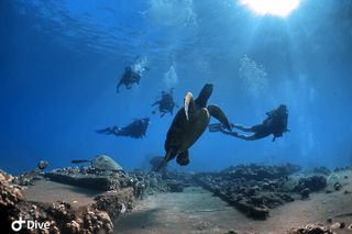 Beginner Scuba Dive in Lahaina