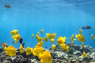 Captain Cook Snorkel Tour in The Pristine Water at Kealakekua Bay