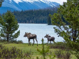 Jasper Wildlife and Waterfalls Tour with Maligne Lake Hike