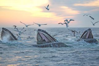City Cruises Boston Whale Watching Cruise by High-Speed Boat