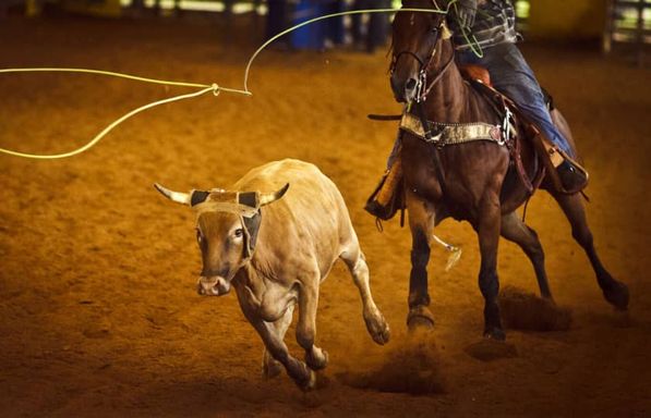 2024 Cheyenne Frontier Days - Carnival Armbands