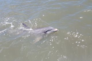 2-Hour Private Hilton Head Afternoon Dolphin Watching Sail